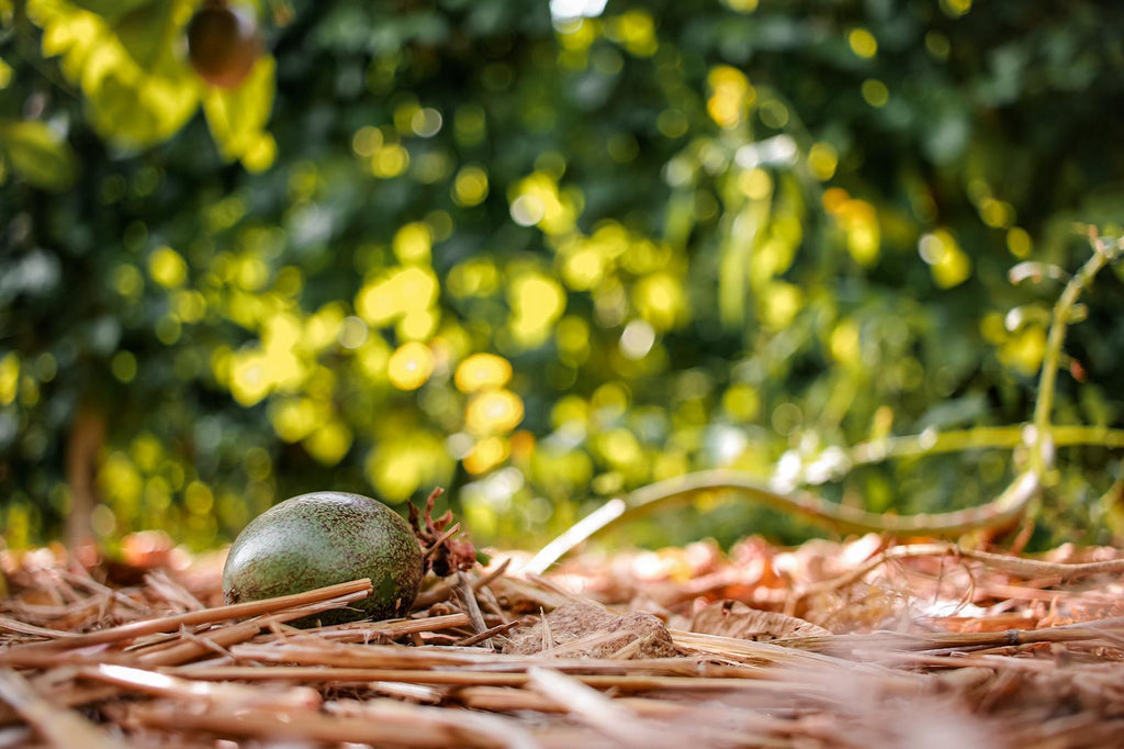 Frutta tropicale, cosa serve per coltivarla